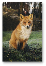 A red fox sitting on grass with a stone wall and trees in the background.