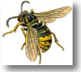 An illustrated bee with yellow and black striping is shown in detail with wings extended.