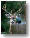 A white-tailed deer with large antlers stands facing forward in a wooded setting with a blurred green background.