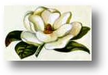 An illustrated white magnolia flower with layered petals and green leaves against a light background.
