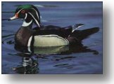 A wood duck floats on calm water, showing distinctive multicolored plumage and a reflective surface around the bird.