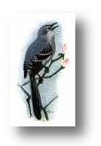 State Bird